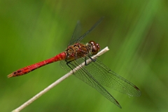 David Plant Photography - Wildlife Photography - Ruddy darter - H